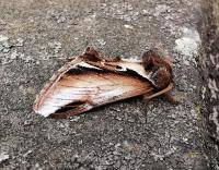 Attēlu rezultāti vaicājumam “Pheosia gnoma male”