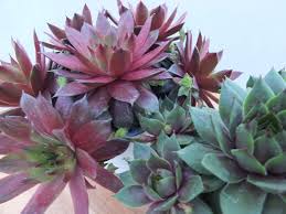 Image result for echtes Hauswurz