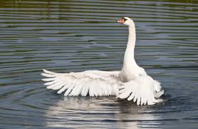 Image result for Cygnus olor