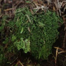 Attēlu rezultāti vaicājumam “Micarea sp.”