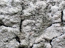 Attēlu rezultāti vaicājumam “Pertusaria coccodes”