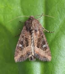 Attēlu rezultāti vaicājumam “Celaena leucostigma”