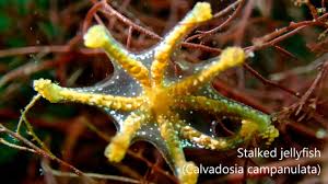 Attēlu rezultāti vaicājumam “Badhamia bethelii stalked”