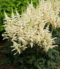 Attēlu rezultāti vaicājumam “Astilbe chinensis”