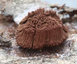 Attēlu rezultāti vaicājumam “Stemonitis marjana stalked”