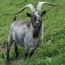 Attēlu rezultāti vaicājumam “Capra juvenile”