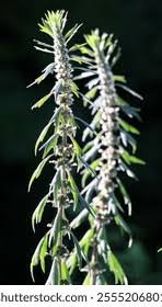 Attēlu rezultāti vaicājumam “Leonurus quinquelobatus flower”