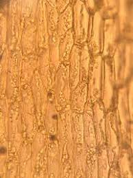 Attēlu rezultāti vaicājumam “Splachnum ampullaceum sporophyte”