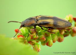 Attēlu rezultāti vaicājumam “Selatosomus cruciatus”