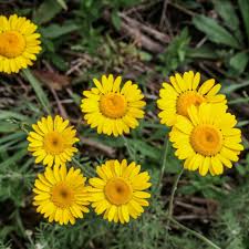 Image result for Färberkamille