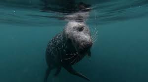 Image result for Wyndley Seals Snorkelling Club