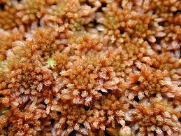 Attēlu rezultāti vaicājumam “Sphagnum fuscum”