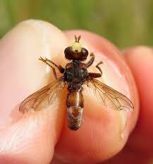 Attēlu rezultāti vaicājumam “Sicus ferrugineus”