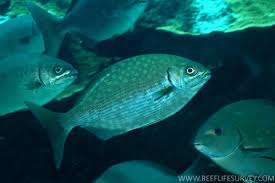 Image result for Kyphosus