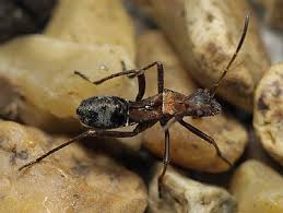 Attēlu rezultāti vaicājumam “Alydus calcaratus”