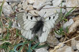 Attēlu rezultāti vaicājumam “Parnassius mnemosyne underside”
