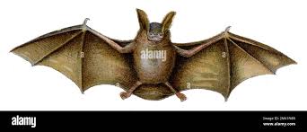 Attēlu rezultāti vaicājumam “Vespertilio murinus”