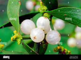 Attēlu rezultāti vaicājumam “Viscum album fruit”