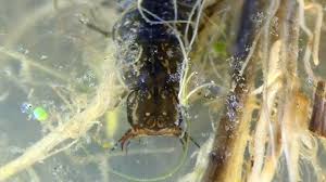 Attēlu rezultāti vaicājumam “Dytiscus sp. larva”