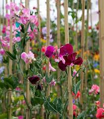 Attēlu rezultāti vaicājumam “Lathyrus”