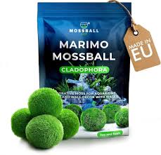 Imagini pentru Cladophora aegagropila