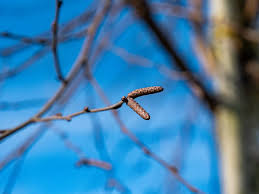 Attēlu rezultāti vaicājumam “Betula pubescens”