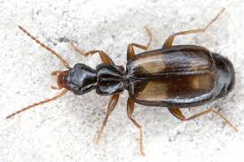 Attēlu rezultāti vaicājumam “Calodromius spilotus”