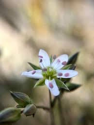 Attēlu rezultāti vaicājumam “Arenaria serpyllifolia”