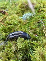 Attēlu rezultāti vaicājumam “Limax cinereoniger”