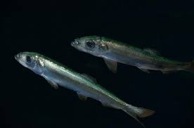 Image result for Clupea harengus