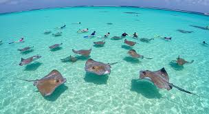 Resultado de imagen para cayman island