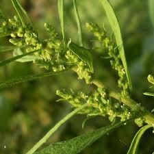 Image result for Chenopodium botrys