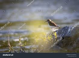 Attēlu rezultāti vaicājumam “Actitis hypoleucos”