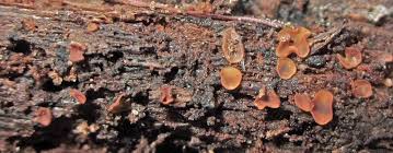 Attēlu rezultāti vaicājumam “Orbilia sp.”