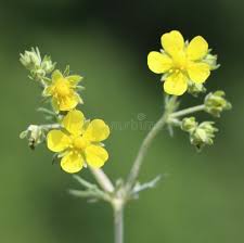 Attēlu rezultāti vaicājumam “Potentilla argentea fruit”
