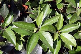 Attēlu rezultāti vaicājumam “Libanotis montana leaf”