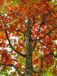 Attēlu rezultāti vaicājumam “Quercus”