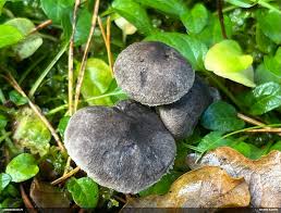 Attēlu rezultāti vaicājumam “Fuligo licentii”