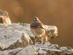 Attēlu rezultāti vaicājumam “Luscinia svecica adult”