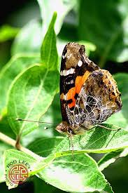 Attēlu rezultāti vaicājumam “Nymphalis xanthomelas”