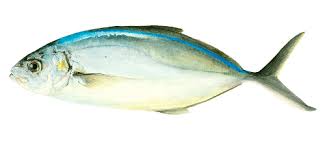 Image result for Caranx bartholomaei