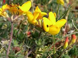 Attēlu rezultāti vaicājumam “Lotus corniculatus”