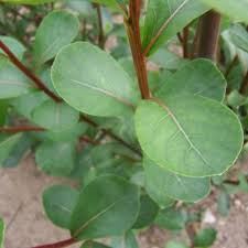 Attēlu rezultāti vaicājumam “Populus simonii”