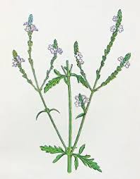 Image result for Verbena officinalis