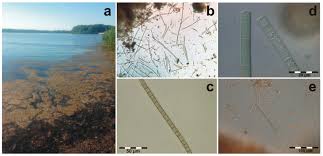 Attēlu rezultāti vaicājumam “Fontinalis antipyretica”