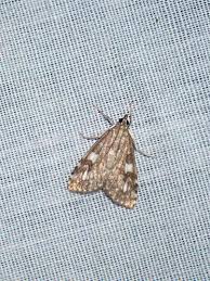 Attēlu rezultāti vaicājumam “Udea olivalis”