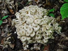 Attēlu rezultāti vaicājumam “Polyporus umbellatus”