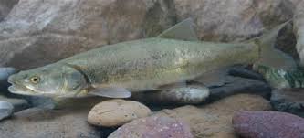 Image result for Ptychocheilus grandis