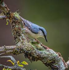 Attēlu rezultāti vaicājumam “Sitta europaea”
