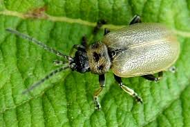 Attēlu rezultāti vaicājumam “Lochmaea caprea”